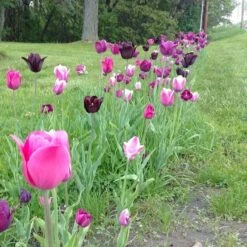 Blue Moon Triumph Tulip Mix -Daily Garden Joy Shop tulip blue moon mix cropped hm 10