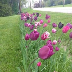 Blue Moon Triumph Tulip Mix -Daily Garden Joy Shop tulip blue moon mix cropped hm 6