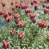 Slawa Triumph Tulip 2 Slawa Triumph Tulip -Daily Garden Joy Shop tulipa slawa triumph tulip garden cropped