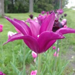 Blue Moon Triumph Tulip Mix -Daily Garden Joy Shop tulipa blue moon mix hm 3