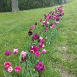 Blue Moon Triumph Tulip Mix -Daily Garden Joy Shop tulipa blue moon mix hm 4