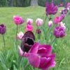 Blue Moon Triumph Tulip Mix -Daily Garden Joy Shop tulipa blue moon mix hm 5
