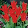 Red Emperor Tulip -Daily Garden Joy Shop tulipredemperor 3