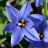 Jessie Spring Starflower -Daily Garden Joy Shop vaem08096 ipheion uniflorum jessie close up cropped