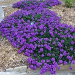 Valley Lavender® Plains Verbena -Daily Garden Joy Shop verbena bipinnitifida valley lavender 3