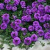 Valley Lavender® Plains Verbena -Daily Garden Joy Shop verbena bipinnitifida valley lavender close up 2