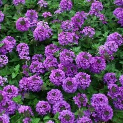 Valley Lavender® Plains Verbena -Daily Garden Joy Shop verbena bipinnitifida valley lavender close up