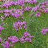 Iron Butterfly Ironweed (Vernonia) -Daily Garden Joy Shop vernonia lettermanii iron butterfly agastache aurantiaca shades of orange 2
