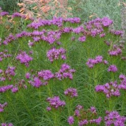 Iron Butterfly Ironweed (Vernonia) -Daily Garden Joy Shop vernonia lettermanii iron butterfly agastache aurantiaca shades of orange