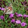 Summer's Swan Song Ironweed (Vernonia) -Daily Garden Joy Shop vernonia summer swan song american painted lady jim ault
