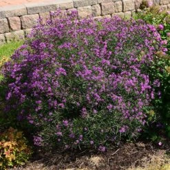 Summer's Swan Song Ironweed (Vernonia) -Daily Garden Joy Shop vernonia summer swan song garden jim ault