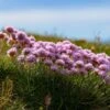 Victor Reiter Armeria 1 Victor Reiter Armeria -Daily Garden Joy Shop victor reiter sea thrift armeria martima flowering