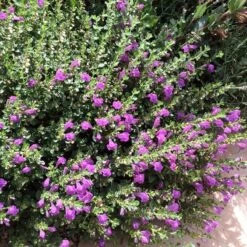 Dark Violet Skullcap (Scutellaria) -Daily Garden Joy Shop violet skullcap flower