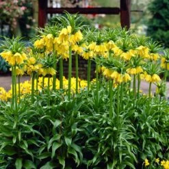 Yellow Crown Imperial -Daily Garden Joy Shop visi02917 fritillaria lutea cropped