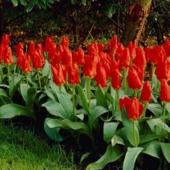 Red Emperor Tulip -Daily Garden Joy Shop visi04220 red emperor tulip cropped