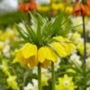 Yellow Crown Imperial -Daily Garden Joy Shop visi125414 fritillaria lutea cropped