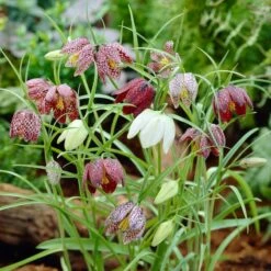 Snake's Head Fritillary -Daily Garden Joy Shop visi26883 fritillaria meleagris0cropped