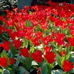 Red Emperor Tulip -Daily Garden Joy Shop visi28048 red emperor tulip cropped