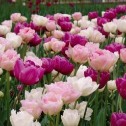 Double Late Tulip Mix -Daily Garden Joy Shop visi34696 double late tulip mix cropped