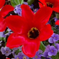 Red Emperor Tulip -Daily Garden Joy Shop visi45237 red emperor tulip cropped