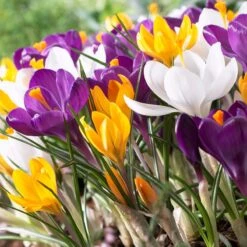 Dutch Crocus Mix -Daily Garden Joy Shop visi50589 dutch crocus mix cropped
