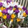 Dutch Crocus Mix -Daily Garden Joy Shop visi50590 dutch crocus mix cropped