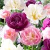 Double Late Tulip Mix -Daily Garden Joy Shop visi51809 double late tulip mix cropped
