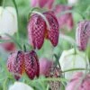 Snake's Head Fritillary 2 Snake's Head Fritillary -Daily Garden Joy Shop visi59755 fritillaria meleagris cropped