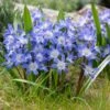 Blue Giant Glory Of The Snow -Daily Garden Joy Shop visi97989chionodoxa forbesii blue giant cropped