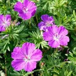 Vision® Violet Geranium -Daily Garden Joy Shop vision violet geranium flowers