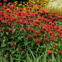 Jacob Cline Bee Balm -Daily Garden Joy Shop walters gardens monarda jacob cline cropped 1 1 1