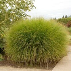 Gracillimus Miscanthus Grass 9 Gracillimus Miscanthus Grass -Daily Garden Joy Shop walters gardens spring miscanthus gracillimus cropped