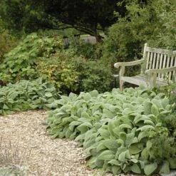 Helen Von Stein Lamb's Ear -Daily Garden Joy Shop walters gardens stachys helen von stein