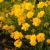 Sunray Coreopsis -Daily Garden Joy Shop walters gardens sunray coreopsis