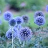 Blue Glow Echinops -Daily Garden Joy Shop walters gardens echinops blue glow cropped