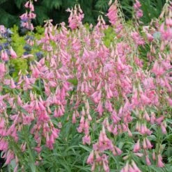 Elfin Pink Penstemon -Daily Garden Joy Shop walters gardens penstemon elfin pink cropped