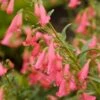 Elfin Pink Penstemon -Daily Garden Joy Shop walters gardens penstemon elfin pink cropped 1