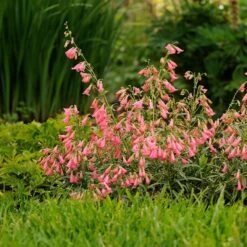 Elfin Pink Penstemon -Daily Garden Joy Shop walters gardens penstemon elfin pink cropped 3