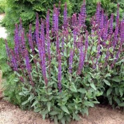 Caradonna Salvia 13 Caradonna Salvia -Daily Garden Joy Shop walters gardens salvia caradonna cropped 1