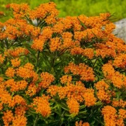 Butterfly Weed (Clay Form) -Daily Garden Joy Shop walters gardens asclepias tuberosa cropped 1