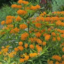 Butterfly Weed (Clay Form) -Daily Garden Joy Shop walters gardens asclepias tuberosa cropped 2
