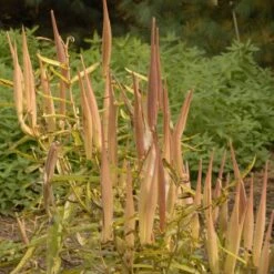 Butterfly Weed (Clay Form) -Daily Garden Joy Shop walters gardens asclepias tuberosa seed heads cropped