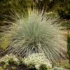 Blue Oat Grass -Daily Garden Joy Shop walters gardens helictotrichon sempervirens cropped