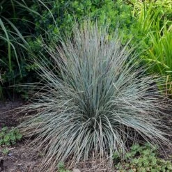 Blue Oat Grass -Daily Garden Joy Shop walters gardens helictotrichon sempervirens cropped 2