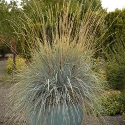 Blue Oat Grass -Daily Garden Joy Shop walters gardens helictotrichon sempervirens cropped 4