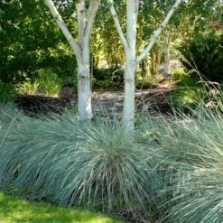 Blue Oat Grass -Daily Garden Joy Shop walters gardens helictotrichon sempervirens cropped under trees