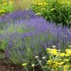 Hidcote Superior English Lavender 1 Hidcote Superior English Lavender -Daily Garden Joy Shop walters gardens lavandula hidcote cropped 2