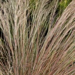 Prairie Blues Little Bluestem Grass -Daily Garden Joy Shop walters gardens schizachyrium prairie blues close up foliage cropped