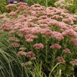 Autumn Fire Sedum -Daily Garden Joy Shop walters gardens sedum autumn fi