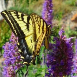 Blue Blazes Agastache -Daily Garden Joy Shop western swallowtail sipping agastache blue blazes 3